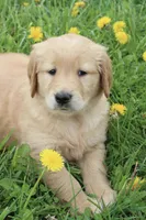 Cedar, a male Golden Retriever for sale in Canandaigua, NY – Photo 5 of 6