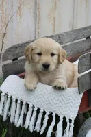 Cooper, a male Golden Retriever for sale in Canandaigua, NY – Photo 2 of 4