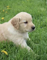 Cooper, a male Golden Retriever for sale in Canandaigua, NY – Photo 4 of 4