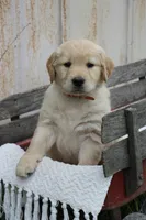 Cooper, a male Golden Retriever for sale in Canandaigua, NY – Photo 1 of 4