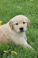 Cooper, a male Golden Retriever for sale in Canandaigua, NY – Photo 3 of 4