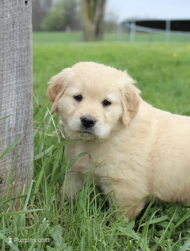 Chester – Golden Retriever puppy for sale in Canandaigua, NY