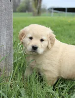 Chester, a male Golden Retriever for sale in Canandaigua, NY – Photo 1 of 3