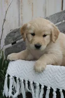 Chester, a male Golden Retriever for sale in Canandaigua, NY – Photo 3 of 3