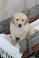 Chester, a male Golden Retriever for sale in Canandaigua, NY – Photo 2 of 3