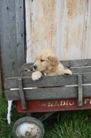 Clover, a female Golden Retriever for sale in Canandaigua, NY – Photo 5 of 6