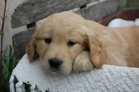 Clover, a female Golden Retriever for sale in Canandaigua, NY – Photo 4 of 6