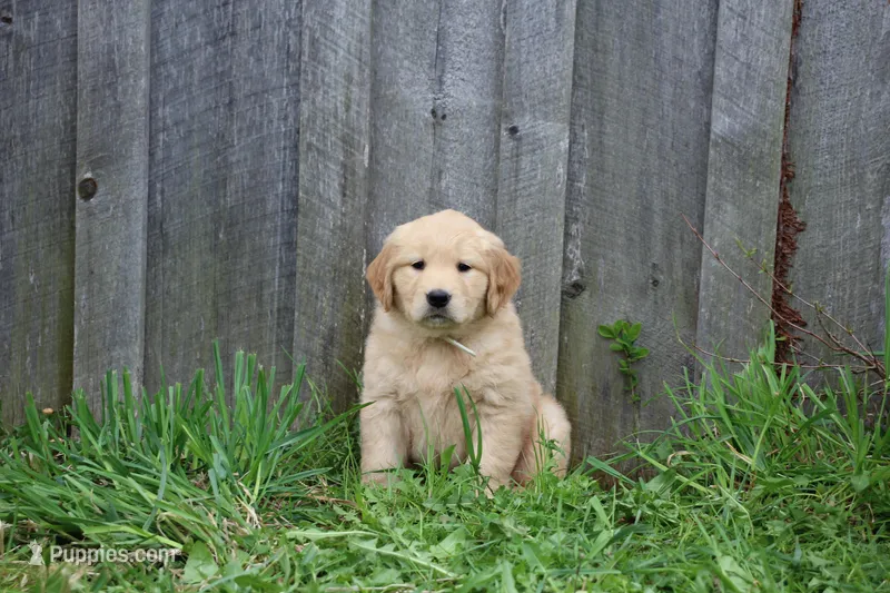 Clover – Golden Retriever puppy for sale in Canandaigua, NY