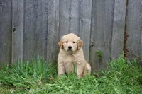 Clover, a female Golden Retriever for sale in Canandaigua, NY – Photo 1 of 6