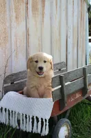 Clover, a female Golden Retriever for sale in Canandaigua, NY – Photo 2 of 6