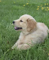 Clover, a female Golden Retriever for sale in Canandaigua, NY – Photo 3 of 6