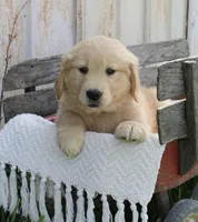 Clover, a female Golden Retriever for sale in Canandaigua, NY – Photo 6 of 6