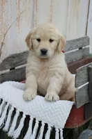 Claire, a female Golden Retriever for sale in Canandaigua, NY – Photo 2 of 5