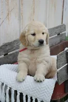 Claire, a female Golden Retriever for sale in Canandaigua, NY – Photo 4 of 5
