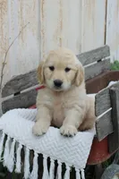 Claire, a female Golden Retriever for sale in Canandaigua, NY – Photo 5 of 5