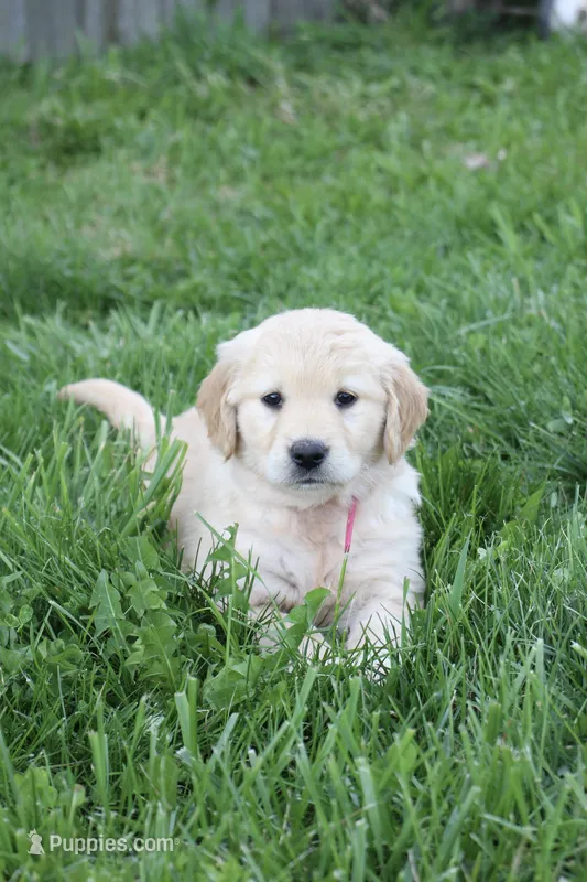 Claire – Golden Retriever puppy for sale in Canandaigua, NY