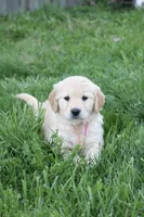 Claire, a female Golden Retriever for sale in Canandaigua, NY – Photo 1 of 5