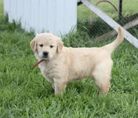 Claire, a female Golden Retriever for sale in Canandaigua, NY – Photo 3 of 5