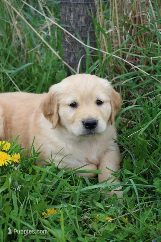 Cisco – Golden Retriever puppy for sale in Canandaigua, NY