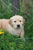 Cisco, a male Golden Retriever for sale in Canandaigua, NY – Photo 1 of 3