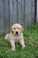 Cisco, a male Golden Retriever for sale in Canandaigua, NY – Photo 2 of 3