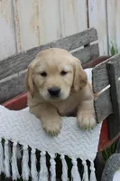 Cisco, a male Golden Retriever for sale in Canandaigua, NY – Photo 3 of 3