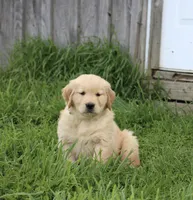 Charlie, a male Golden Retriever for sale in Canandaigua, NY – Photo 2 of 6
