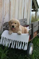 Charlie, a male Golden Retriever for sale in Canandaigua, NY – Photo 4 of 6