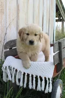 Charlie, a male Golden Retriever for sale in Canandaigua, NY – Photo 3 of 6