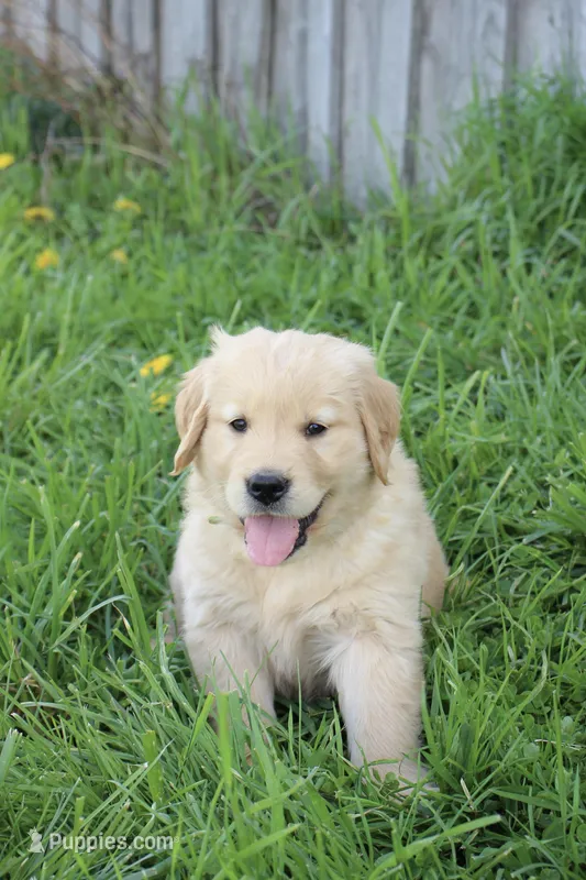 Charlie – Golden Retriever puppy for sale in Canandaigua, NY