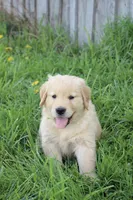 Charlie, a male Golden Retriever for sale in Canandaigua, NY – Photo 1 of 6