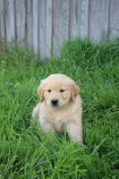 Charlie, a male Golden Retriever for sale in Canandaigua, NY – Photo 5 of 6