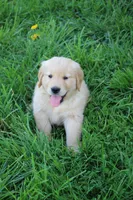 Charlie, a male Golden Retriever for sale in Canandaigua, NY – Photo 6 of 6