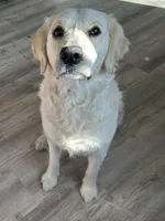 Tink AKC Cream Golden Retriever, a female English Cream Golden Retriever for sale in Seattle, WA – 4 of 5