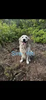 Tink AKC Cream Golden Retriever, a female English Cream Golden Retriever for sale in Seattle, WA – 3 of 5