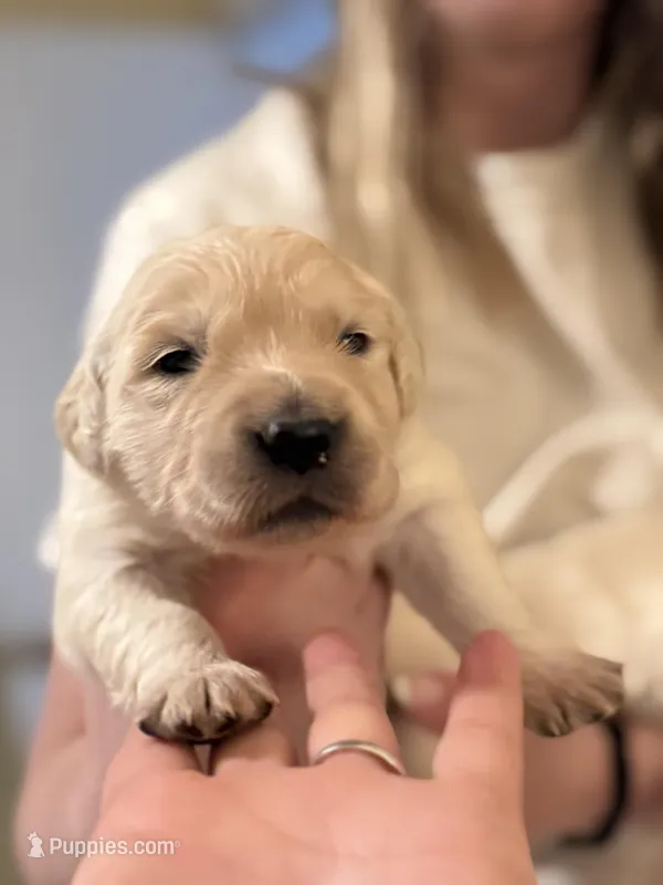 Tink AKC Cream Golden Retriever – English Cream Golden Retriever puppy for sale in Seattle, WA