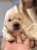 Tink AKC Cream Golden Retriever, a female English Cream Golden Retriever for sale in Seattle, WA – 1 of 5