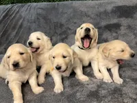 Tink AKC Cream Golden Retriever, a female English Cream Golden Retriever for sale in Seattle, WA – 2 of 5