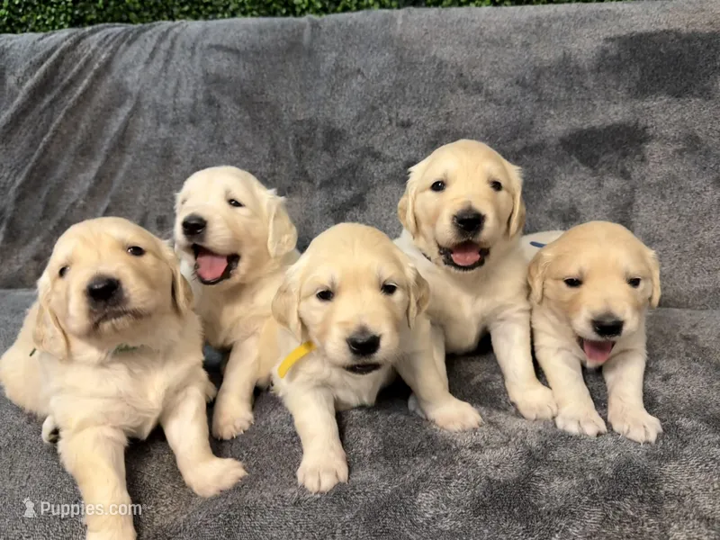 Lucky AKC CREAM Golden Retriever  – English Cream Golden Retriever puppy for sale in Seattle, WA