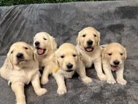 Lucky AKC CREAM Golden Retriever , a male English Cream Golden Retriever for sale in Seattle, WA – 1 of 5