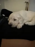 Minnie AKC Cream Golden Retriever , a female Golden Retriever and English Cream Golden Retriever for sale in Seattle, WA – 3 of 4