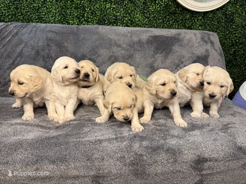 Minnie AKC Cream Golden Retriever  – Golden Retriever, English Cream Golden Retriever puppy for sale in Seattle, WA