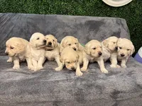 Minnie AKC Cream Golden Retriever , a female Golden Retriever and English Cream Golden Retriever for sale in Seattle, WA – 1 of 4