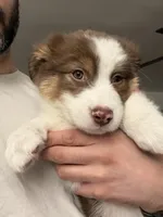 Pico, a male Australian Shepherd for sale in Whitestone, NY – Photo 3 of 6