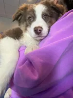 Pico, a male Australian Shepherd for sale in Whitestone, NY – Photo 4 of 6