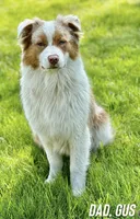 Pico, a male Australian Shepherd for sale in Whitestone, NY – Photo 5 of 6