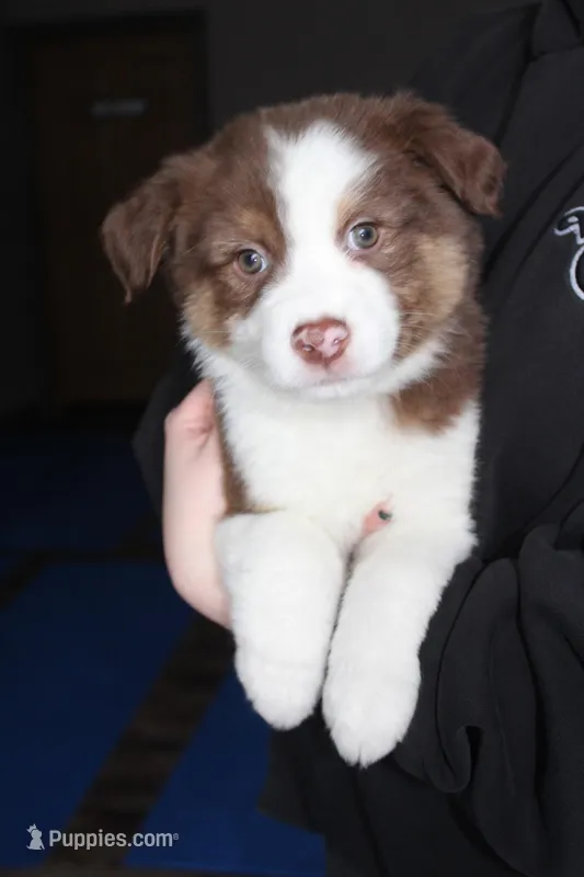 Pico – Australian Shepherd puppy for sale in Whitestone, NY