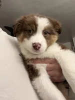 Pico, a male Australian Shepherd for sale in Whitestone, NY – Photo 2 of 6