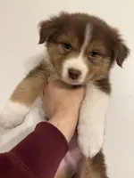 Ranger, a male Australian Shepherd for sale in Whitestone, NY – Photo 2 of 5