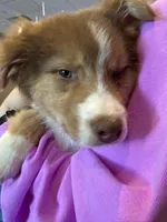 Ranger, a male Australian Shepherd for sale in Whitestone, NY – Photo 3 of 5